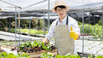 Owner of the hydroponics vegetable garden holds a basket of vegetables in the greenhouse. Beautiful organic green and purple lettuce in the farm, Healthy fruits and vegan food concept.