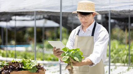 Young owner of organic vegetable garden business uses a tablet to control and direct the supply of water and nutrients or to record the growth of vegetables in the garden, Vegetables in the greenhouse