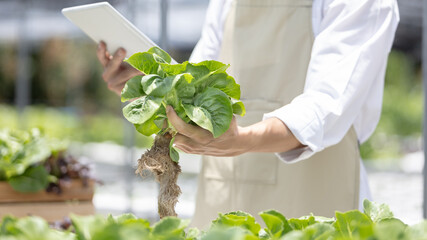 Young owner of organic vegetable garden business uses a tablet to control and direct the supply of water and nutrients or to record the growth of vegetables in the garden, Vegetables in the greenhouse