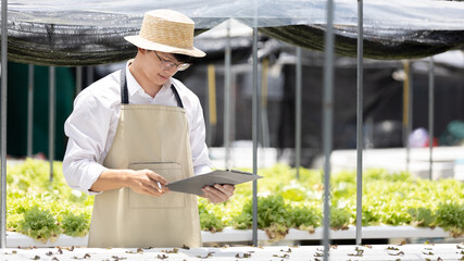 Owner of the hydroponics vegetable garden is checking the quality of the vegetables and checking or recording the growth of the vegetables in the garden, Vegetables in the greenhouse.