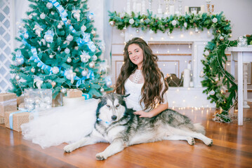 A cute teenage girl with long dark curly hair in a white airy ball gown near the Christmas tree in a room with a classic Christmas decor with a large Malamute. Christmas mood. pets