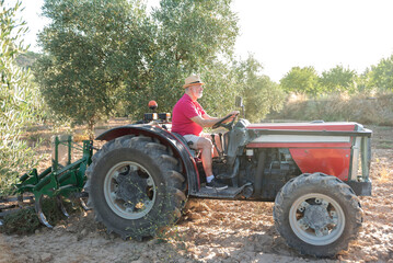 an elderly farmer driving his tractor through an olive orchard on a sunny day