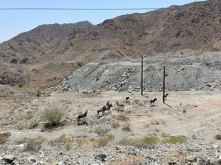 Mountain Charm: Donkeys Grazing in Scenic Serenity