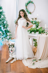A cute teenage girl with long dark curly hair in a white airy ball gown near the Christmas tree in a room with a classic Christmas decor with a large Malamute. Christmas mood. pets
