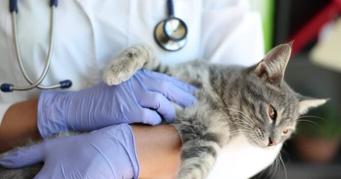 Veterinary care for young cat in veterinary clinic