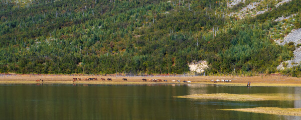 Beautiful pastoral landscape. At the foot of the mountain, on the shore of the lake, a herd of...