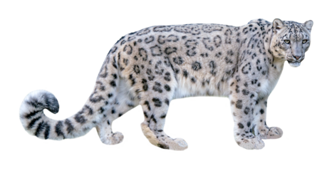 Snow leopard (Panthera uncia), isolated on PNG, transparent  background