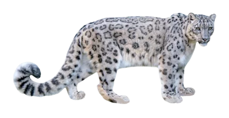 Door stickers Leopard Snow leopard (Panthera uncia), isolated on PNG, transparent  background