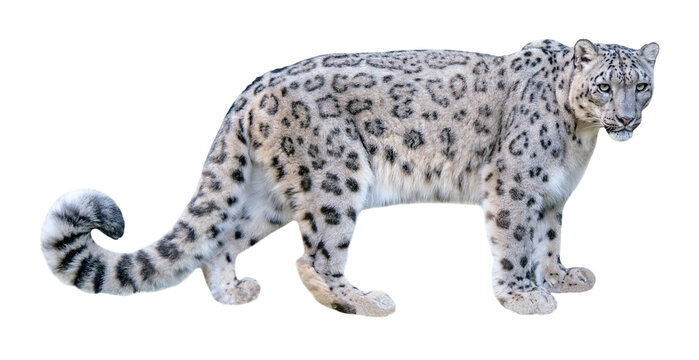Snow leopard (Panthera uncia), isolated on PNG, transparent  background