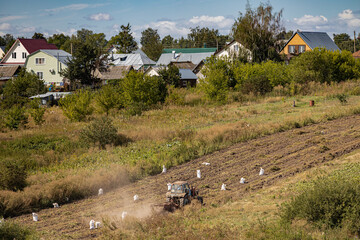  tractor drives through a field with potatoes