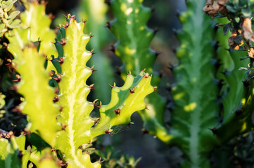 Close up bush of cactus in the park
