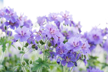 Close-up of a purple geranium flower. beautiful bokeh. bumblebee on flower. nature background. no people. blurred background. photo wallpaper.