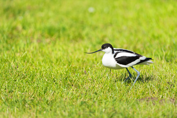 Obraz premium Pied Avocet in grass