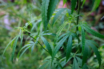 close up of hemp cannabis leaf