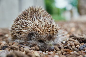 Hedgehog portrait, European Hedgehog on stone background, Erinaceus Europaeus