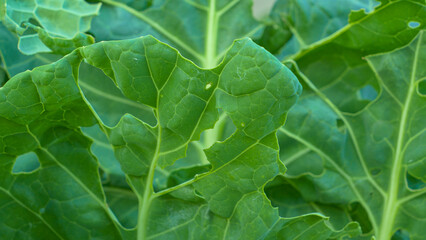 CLOSE UP: Green cabbage leaves damaged and perforated by a cabbage worm parasite