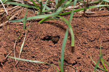 Colletes hederae - Ivy bee - Collète du lierre