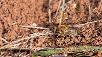 Colletes hederae - Ivy bee - Collète du lierre