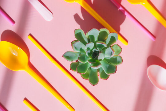 Cactus plant echeveria in the middle of plastic garbage in the form of disposable spoons on a pink background.