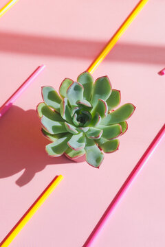 Cactus plant echeveria in the middle of plastic garbage in the form of disposable spoons and drinking straws on a pink background.