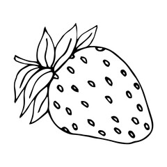 Hand drawn Strawberry vector on a white background