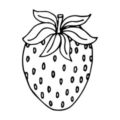 Hand drawn Strawberry vector on a white background