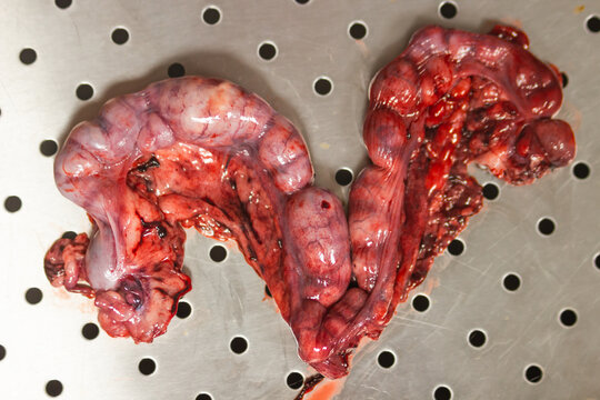 Top view of pyometra - Uterus inflammation after surgical operation to remove uterus with pus at the veterinary clinic.
