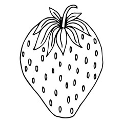 Hand drawn Strawberry vector on a white background