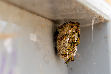 wasp nest made on a suburban 
 information metalic panel - obrazy, fototapety, plakaty