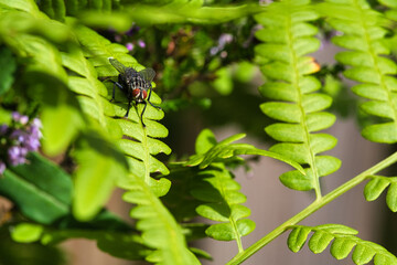 Flesh fly on a green leaf with light and shadow. Hairy legs in black and gray.