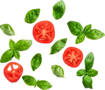 Fresh Basil png transparent photo