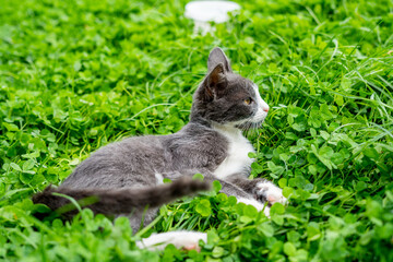 Fototapeta premium A small gray cat lies in the grass and looks into the distance