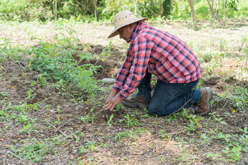 Man kneeling in field harvesting organic tomato