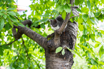 A little gray cat climbing and walking on the branches of the tree	
