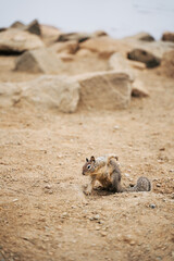 funny superhero California ground squirrel in Morro Bay. Pacific wildlife in sand and rocks