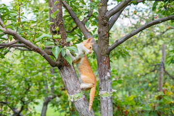 A little ginger cat climbing and walking on the branches of the tree