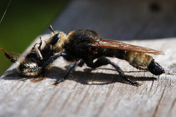 Yellow murder fly or yellow robber fly with a bumblebee as prey. Insect is sucked