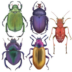 Colorful set if realistic beetles illustrations isolated on transparent background. Collection of modern illustration for entomology.