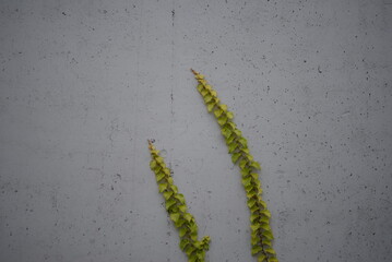 Lush green vines growing on side of weathered old concrete wall, Ivy on concrete Fence green ivy, green fence, concrete fence background, texture, concrete, gradient 