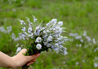 Fototapeta na wymiar Wildflowers background. Copy space. Bouquet of wild flowers in hands.