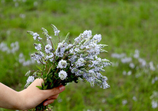 Wildflowers background. Copy space. Bouquet of wild flowers in hands.