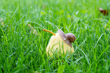 A snail with a house on a yellow pear in the grass