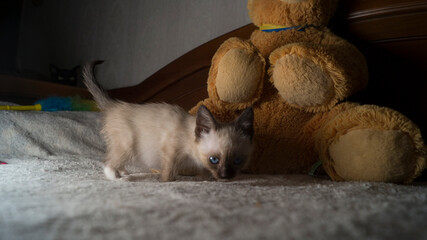 Siamese kitten with blue eyes