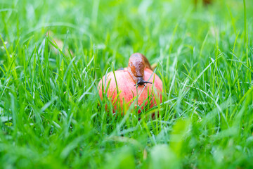 A snail on the red apple in the grass