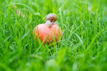 A snail with a house on a red apple in the grass