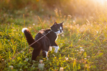 A black and white cat on a leash walks on the grass at sunset. - Powered by Adobe