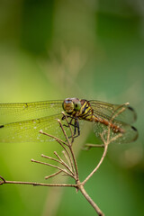 The dragonfly is standing on a beautiful tree branch.