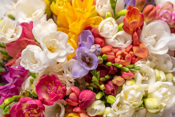 The colorful bouquet of freesia flowers