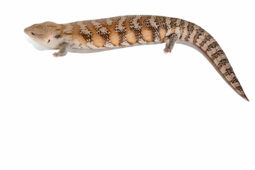 Skink lizard (family Scincidae) isolated on white background with copy space 