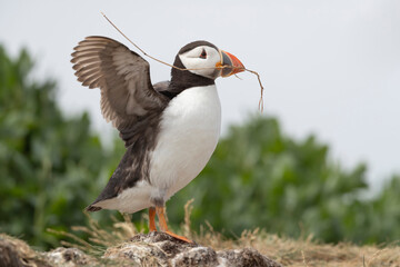 Atlantic Puffins bird or common Puffin (Fratercula arctica).